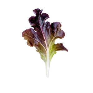 Lettuce Organic