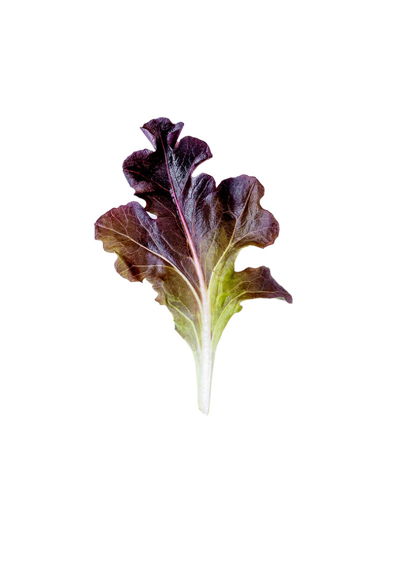 Lettuce Organic