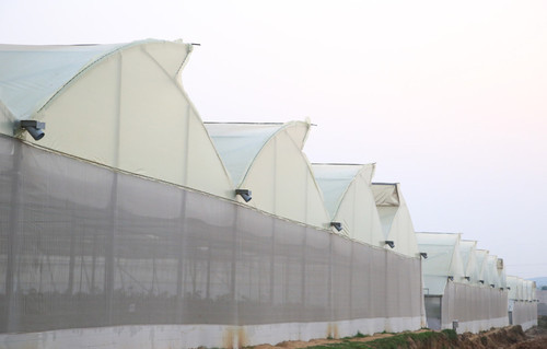 Natural_ventilated_greenhouse