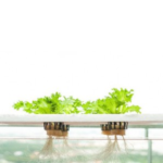 Hydroponics Farming