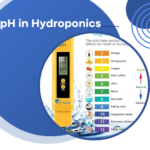 The Importance of pH in Hydroponics
