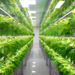 Hydroponics: A Beginner’s Guide to Soilless Farming