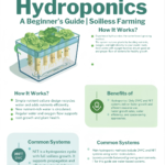 Hydroponics: A Beginner’s Guide to Soilless Farming