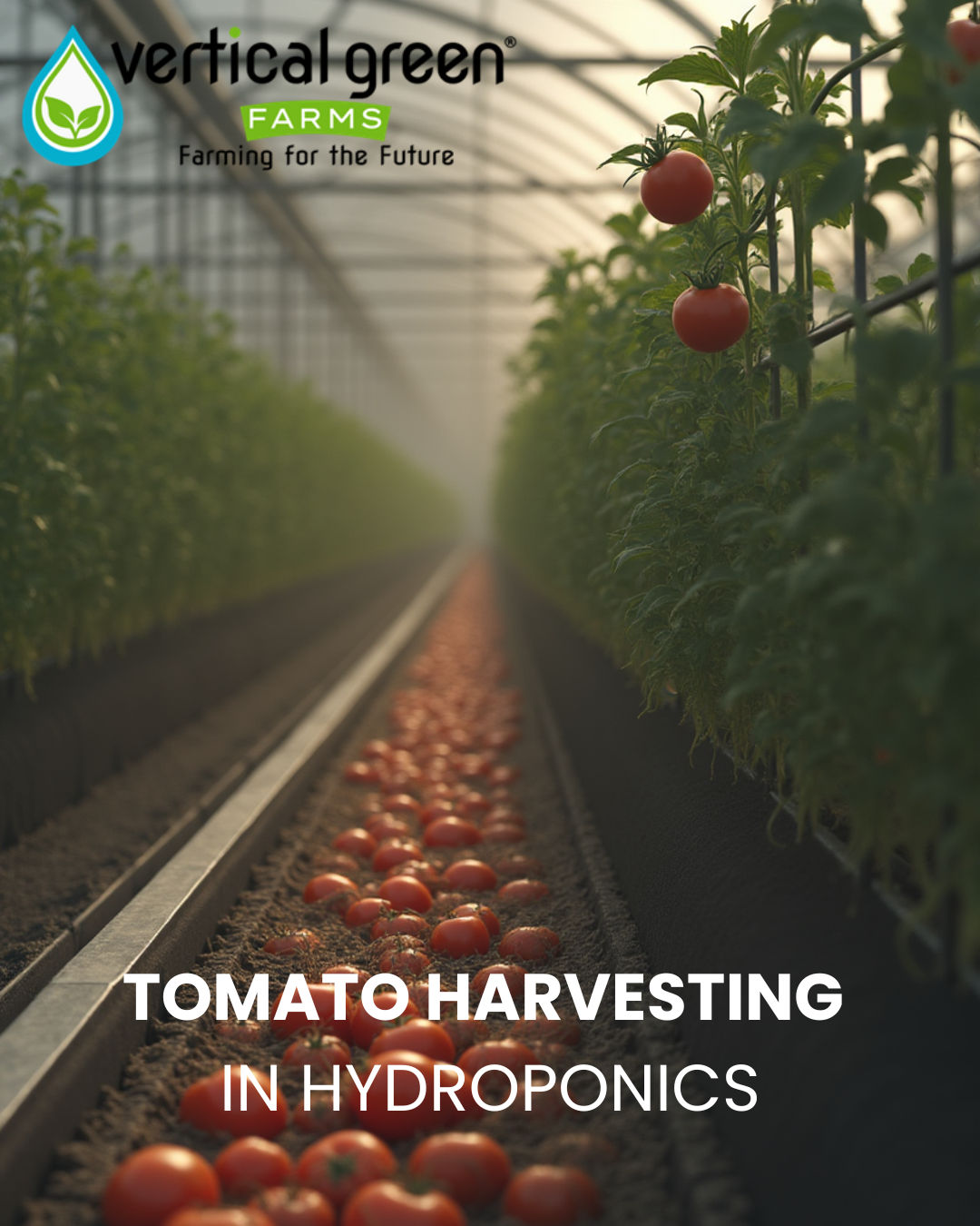 Tomato Harvesting in Hydroponics